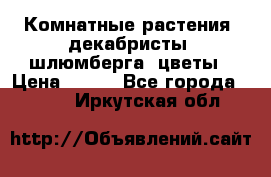 Комнатные растения, декабристы (шлюмберга) цветы › Цена ­ 300 - Все города  »    . Иркутская обл.